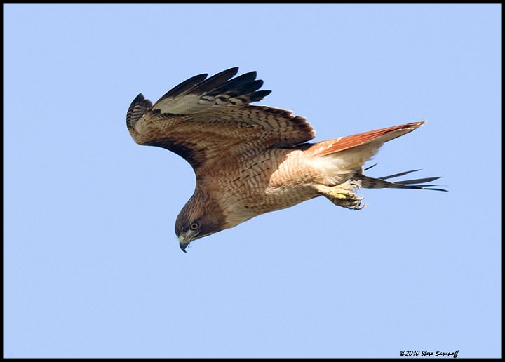 _0SB0709 red-tailed hawk.jpg